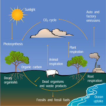 The carbon cycle. Image courtesy Google.