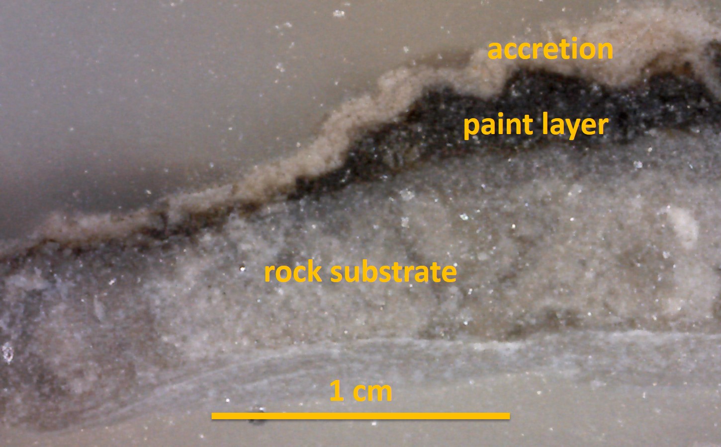 This thin paint flake was embedded in resin, sliced, and polished so that we can see the paint layer in profile or cross-section. You can see the thin, vibrant paint layer with an accretion coating. Oftentimes, when we look at painted shelter walls, the paintings appear “faded”, but the mineral pigment is as vibrant as it always has been, it is just obscured by this mineral accretion.
