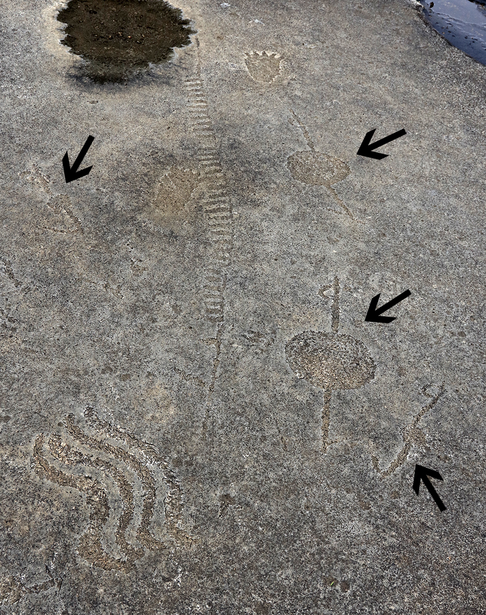 Floating atlatls from the Lewis Canyon Petroglyph site. Black arrows point out the locations of the atlatls.